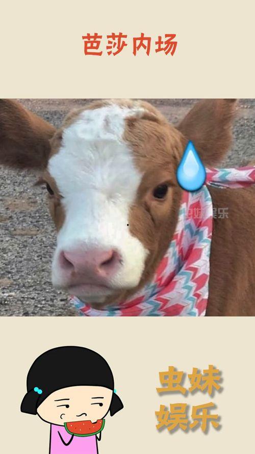 抖音娱乐吃瓜君怎么了,揭秘背后真相与影响